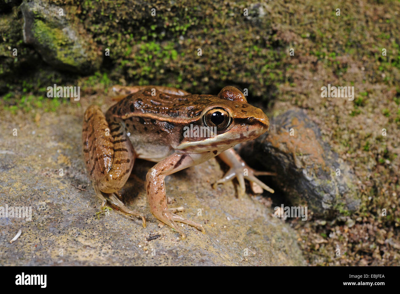 Rana Lithobates (cfr berlandieri), Honduras, Copan Foto Stock