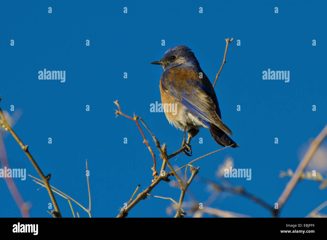 Western bluebird (Sialia mexicana), femmina seduto su un ramoscello, USA, Arizona Foto Stock