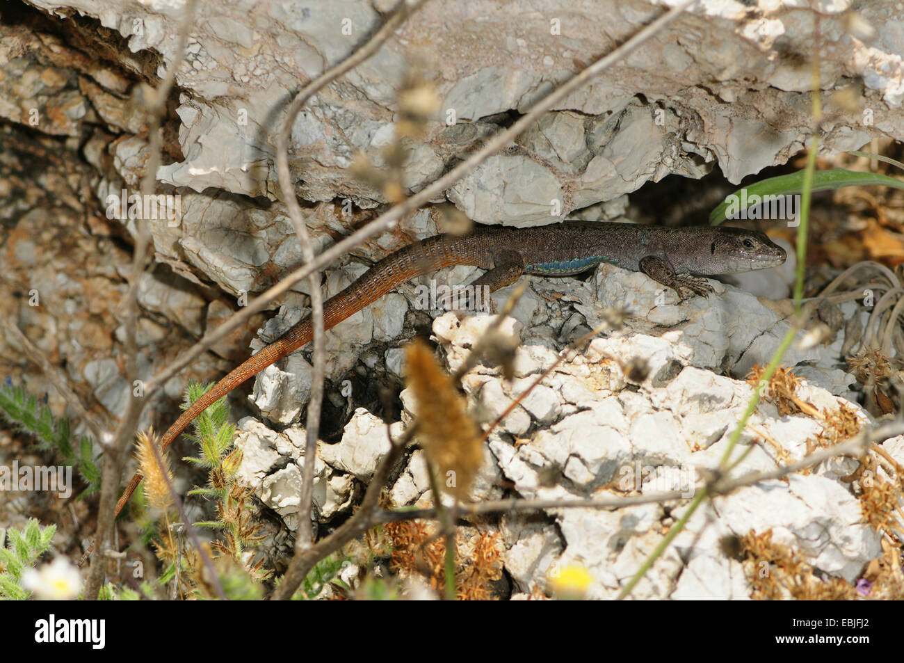 Pori Lucertola muraiola (Podarcis levendis ), maschio a una roccia, Grecia, Insel Pori Foto Stock