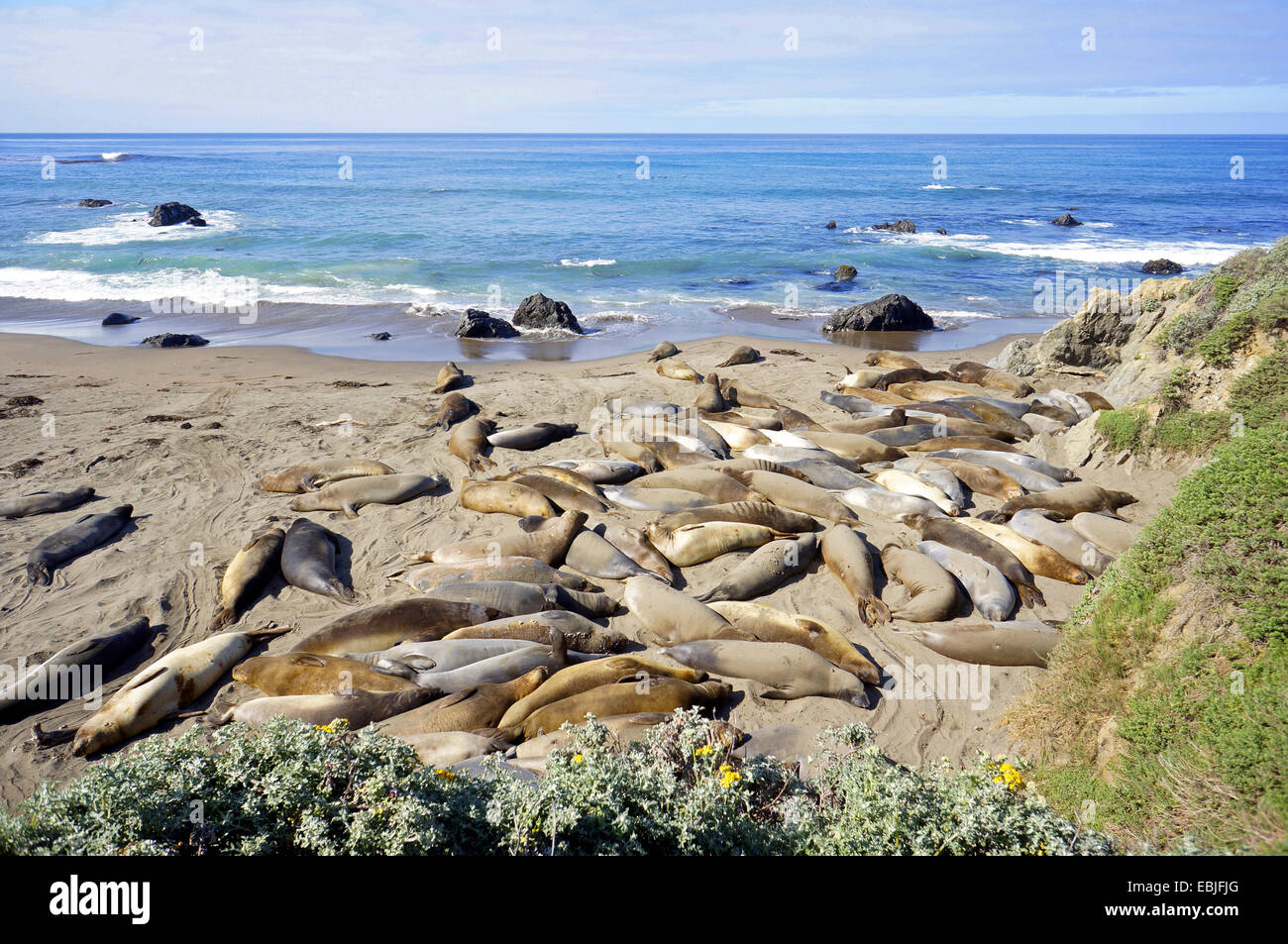 Northern guarnizione di elefante (Mirounga angustirostris), Colonia presso la costa del Pacifico a bordo di autostrada 1, Stati Uniti, California, Big Sur Foto Stock