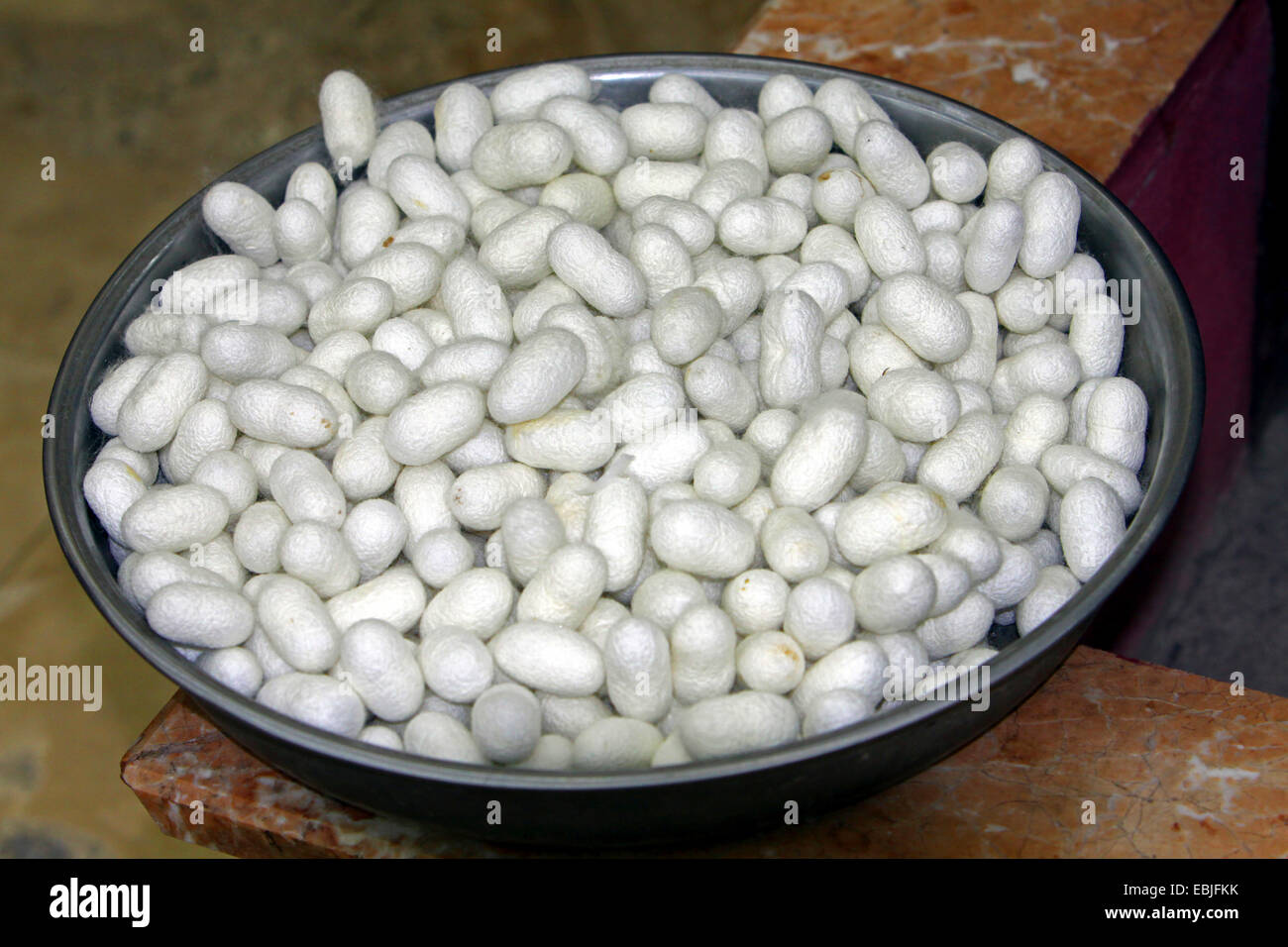 Silkworm tarma (Bombice mori), bozzoli in una ciotola di metallo in una produzione di seta vegetale, Turchia Foto Stock