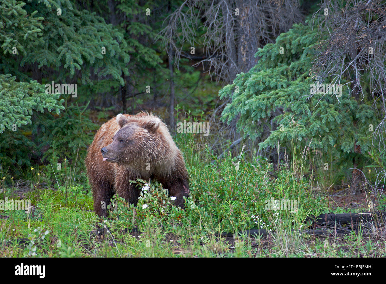 Orso bruno Orso grizzly, grizzly (Ursus arctos horribilis), si trova in corrispondenza di un bordo della foresta, Canada, Parco Nazionale Kluane Foto Stock