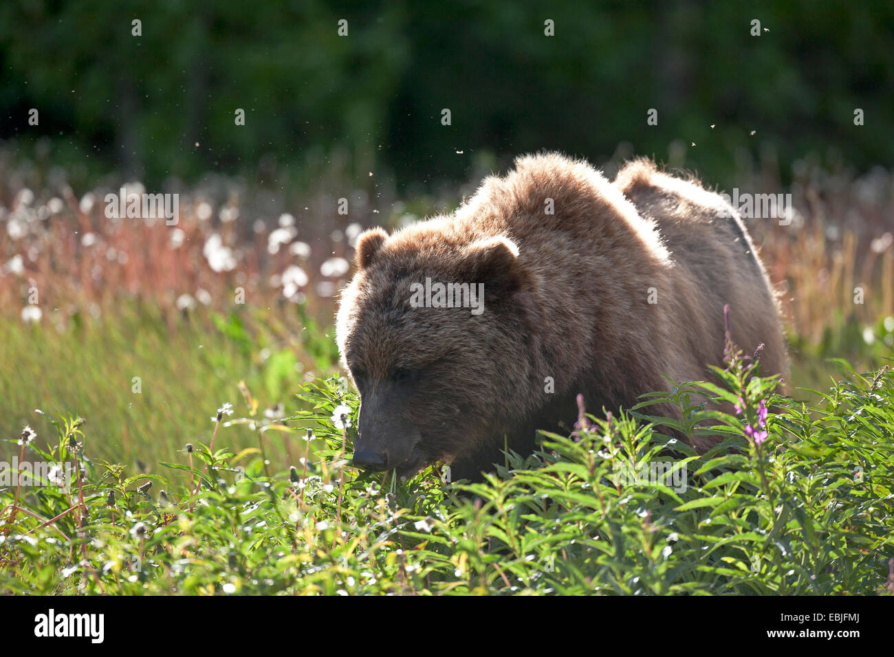 Orso bruno Orso grizzly, grizzly (Ursus arctos horribilis), stando in piedi in un prato, Canada, Parco Nazionale Kluane Foto Stock