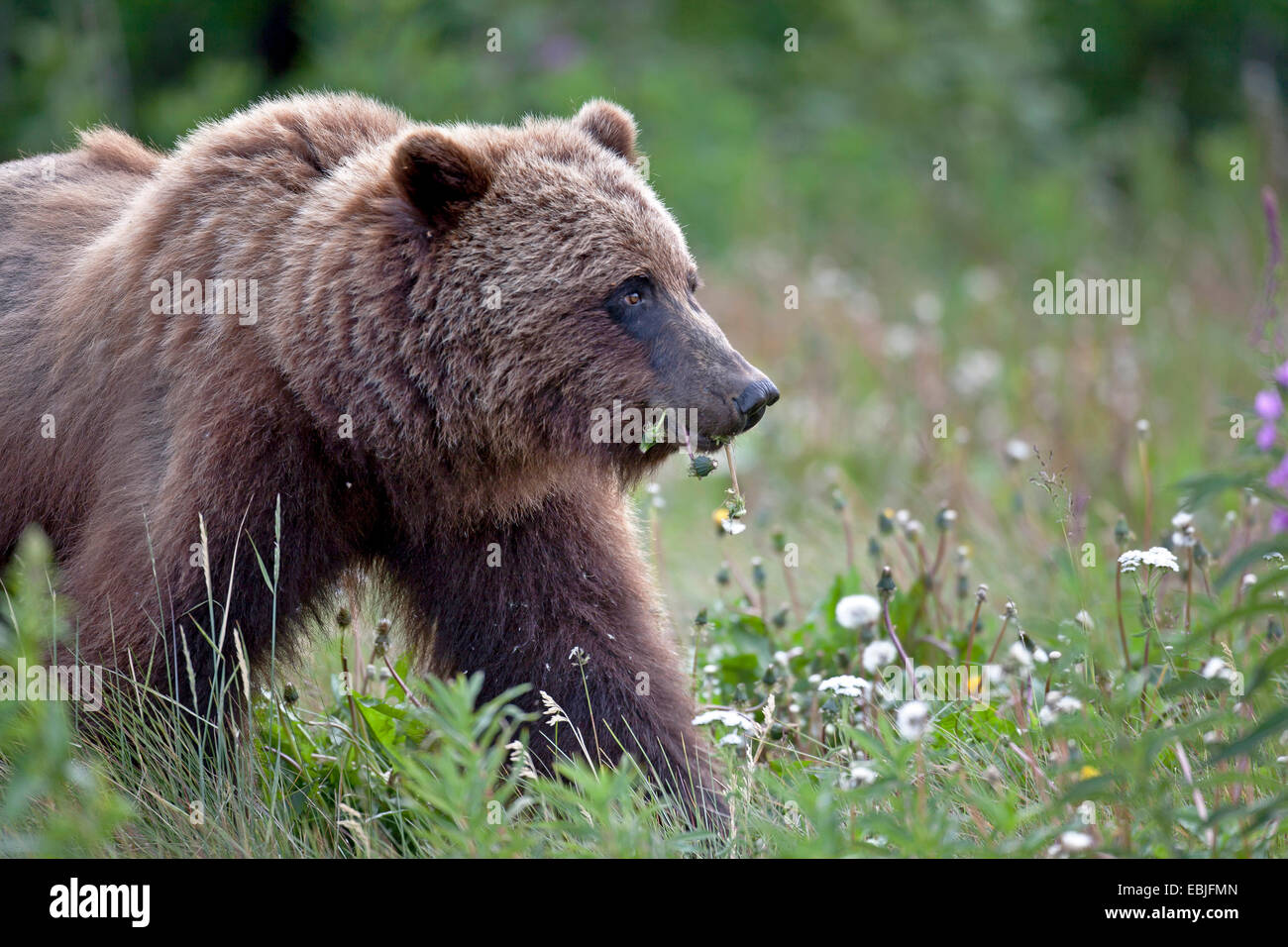 Orso bruno Orso grizzly, grizzly (Ursus arctos horribilis), stando in piedi in un prato di fiori di alimentazione, Canada, Parco Nazionale Kluane Foto Stock