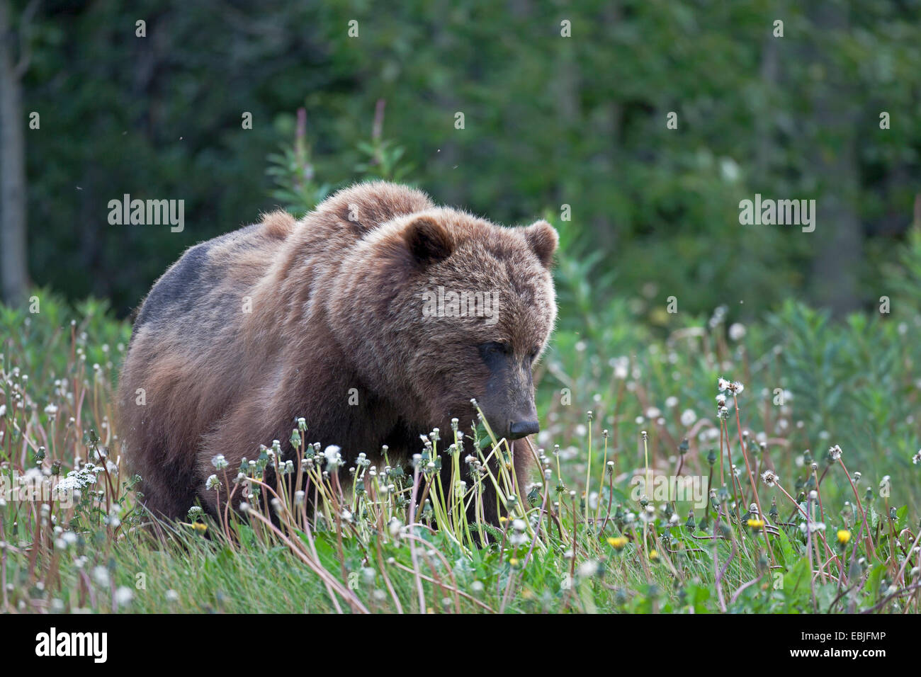 Orso bruno Orso grizzly, grizzly (Ursus arctos horribilis), stando in piedi in un prato, Canada, Parco Nazionale Kluane Foto Stock