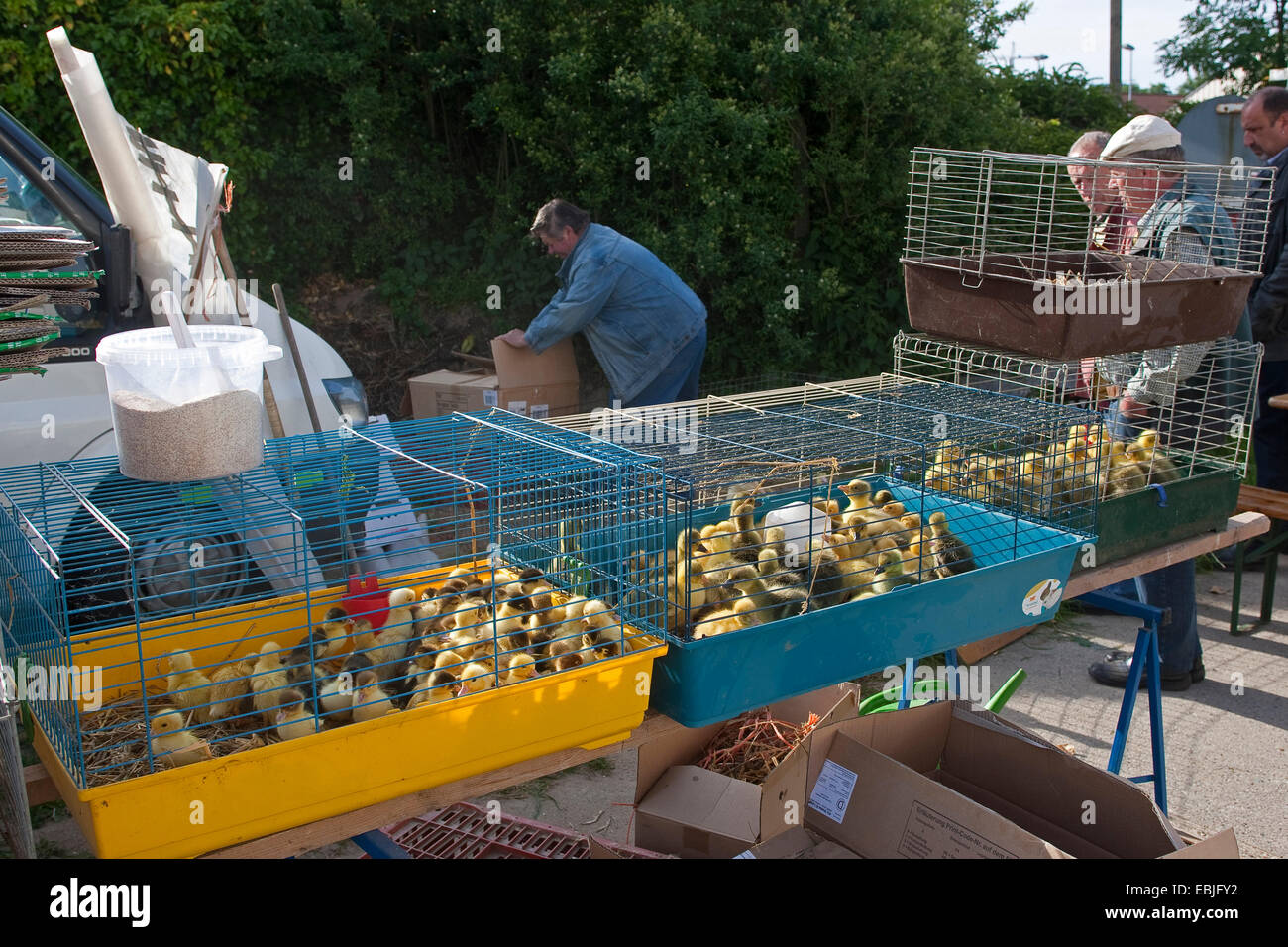 Anatra domestica (Anas platyrhynchos f. domestica), anatra pulcini si è offerto di acquistare su un mercato di pollame Foto Stock