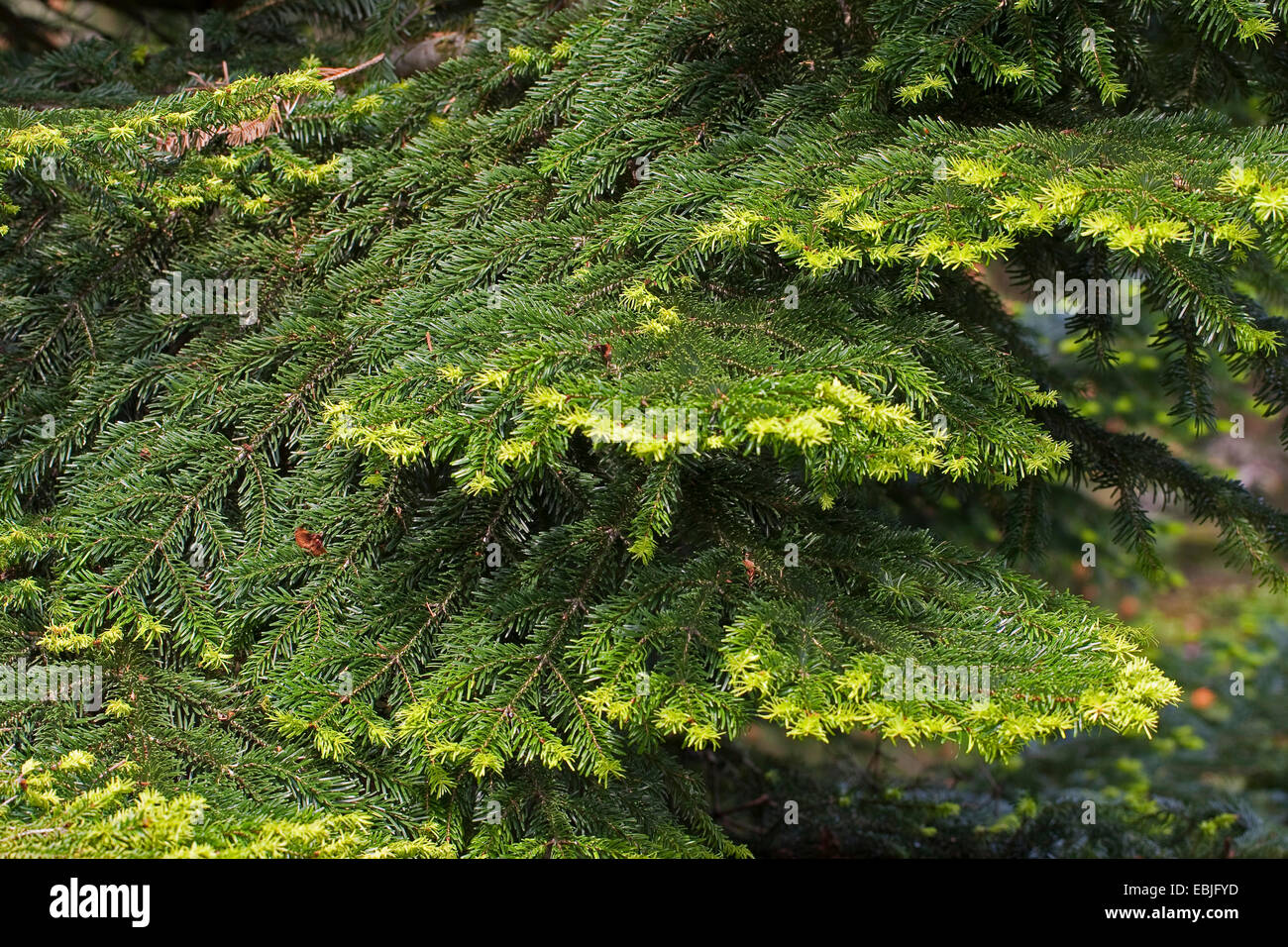 Nordmann abete, abete del Caucaso, albero di Natale (Abies nordmanniana), rami con giovani germogli Foto Stock