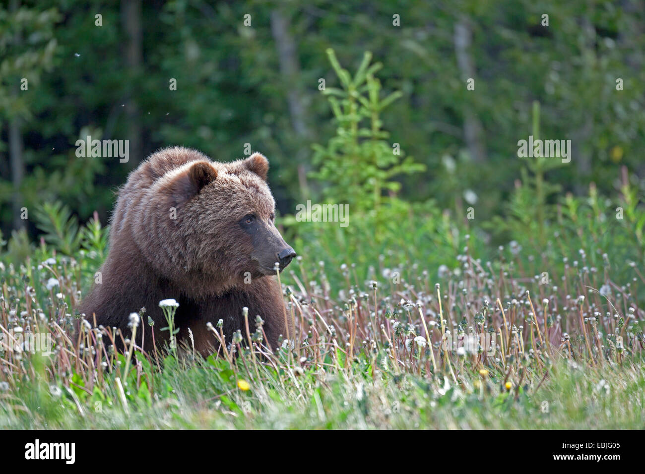 Orso bruno Orso grizzly, grizzly (Ursus arctos horribilis), stando in piedi in un prato, Canada, Parco Nazionale Kluane Foto Stock