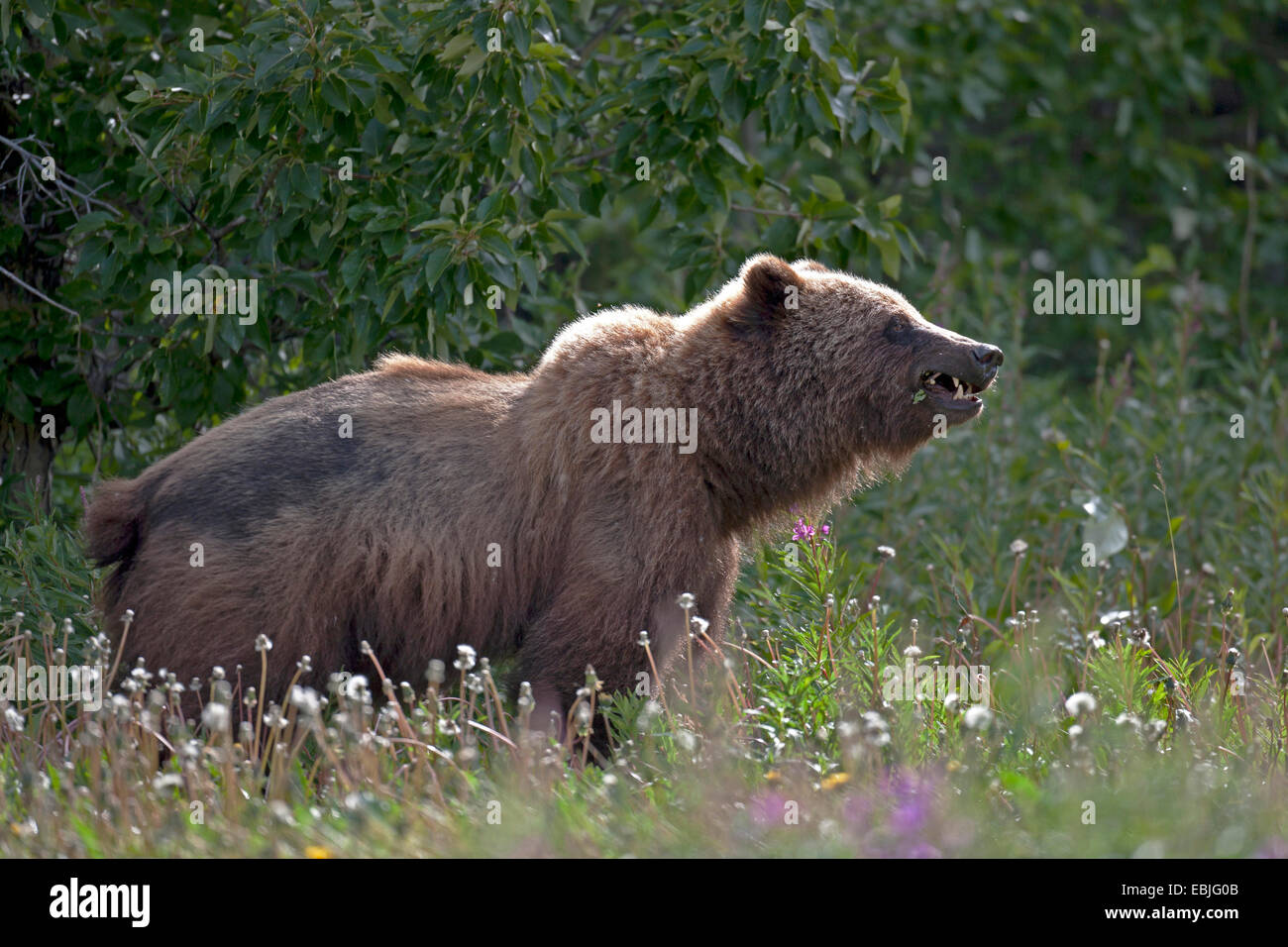 Orso bruno Orso grizzly, grizzly (Ursus arctos horribilis), stando in piedi in un prato di fiori di alimentazione, Canada, Parco Nazionale Kluane Foto Stock