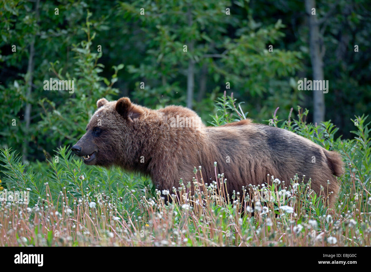 Orso bruno Orso grizzly, grizzly (Ursus arctos horribilis), stando in piedi in un prato, Canada, Parco Nazionale Kluane Foto Stock