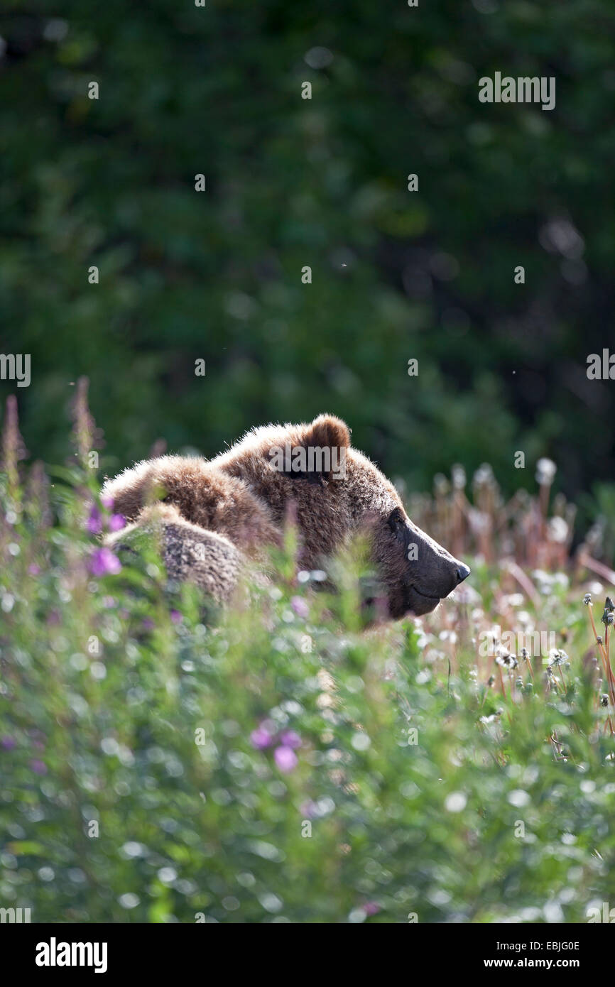 Orso bruno Orso grizzly, grizzly (Ursus arctos horribilis), stando in piedi in un prato, Canada, Parco Nazionale Kluane Foto Stock