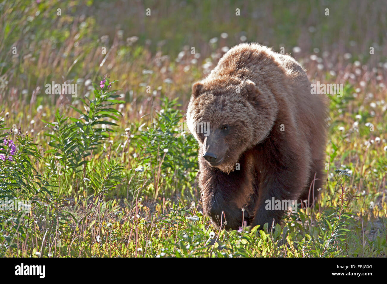 Orso bruno Orso grizzly, grizzly (Ursus arctos horribilis), camminando su un prato, Canada, Parco Nazionale Kluane Foto Stock