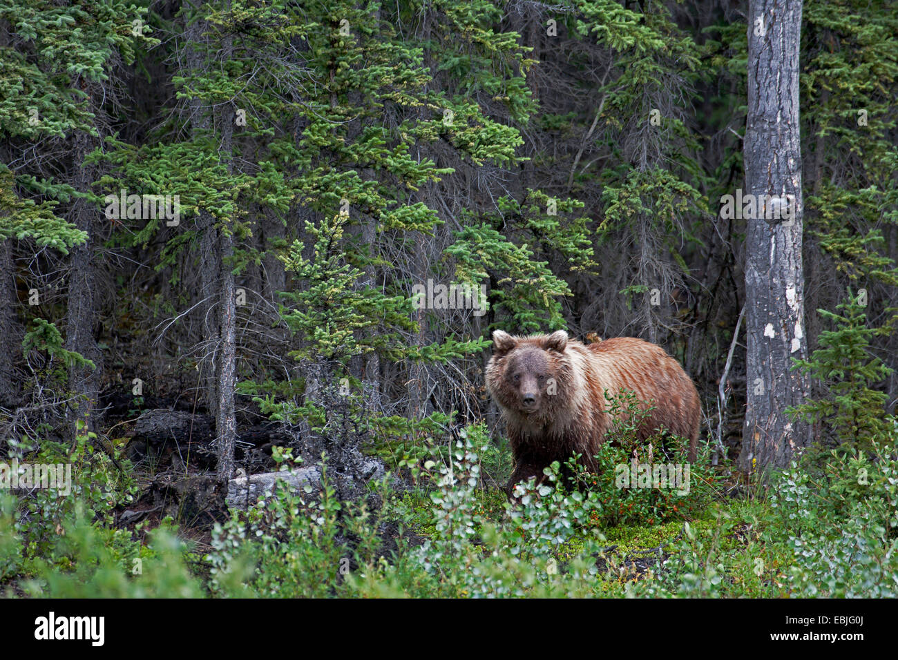 Orso bruno Orso grizzly, grizzly (Ursus arctos horribilis), si trova in corrispondenza di un bordo della foresta, Canada, Parco Nazionale Kluane Foto Stock