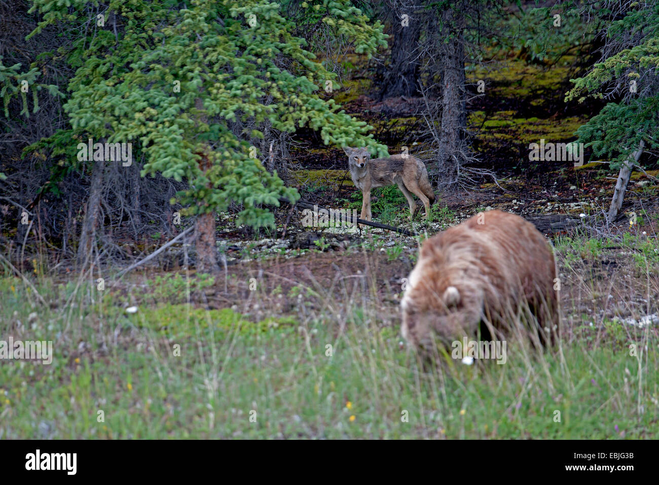 Orso bruno Orso grizzly, grizzly (Ursus arctos horribilis), in prato a bordo della foresta, coyote in background, Canada, Parco Nazionale Kluane Foto Stock