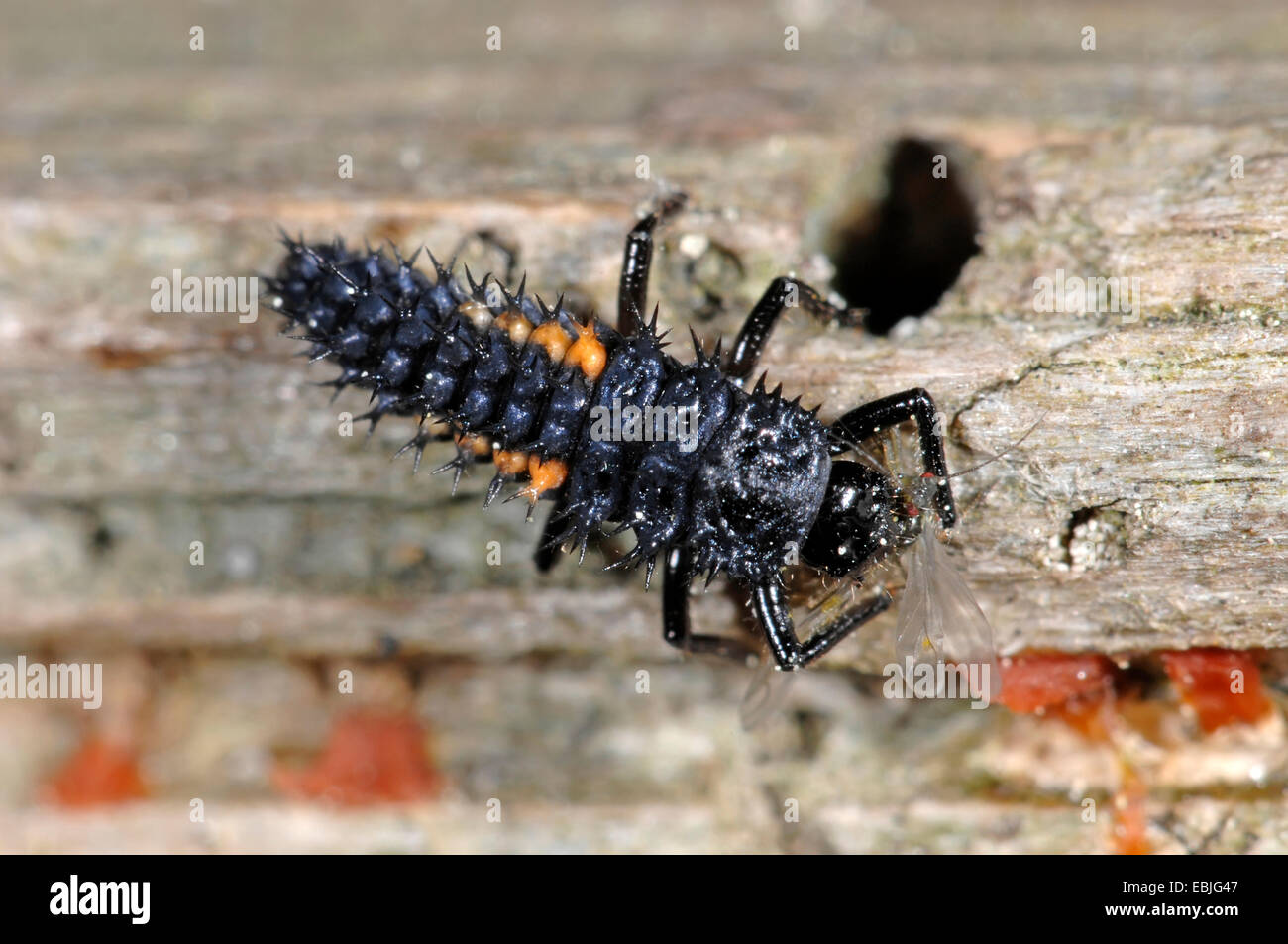 Multicolore coleottero asiatico (Harmonia axyridis), Lady beetle larve, Germania Foto Stock