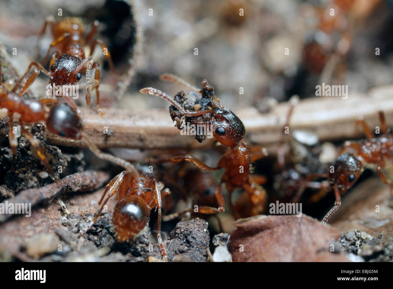 Red Garden Ant (Myrmica rubra), Rosso Giardino formiche lavorando su un nido subterran, in Germania, in Baviera Foto Stock