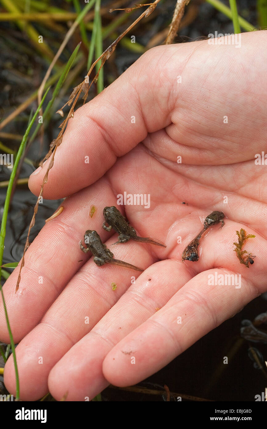 Il rospo verde, variegato toad (Bufo viridis), giovani rospi di essere rilasciato in una zona umida da un biologo come parte di un anfibio programma di protezione Foto Stock