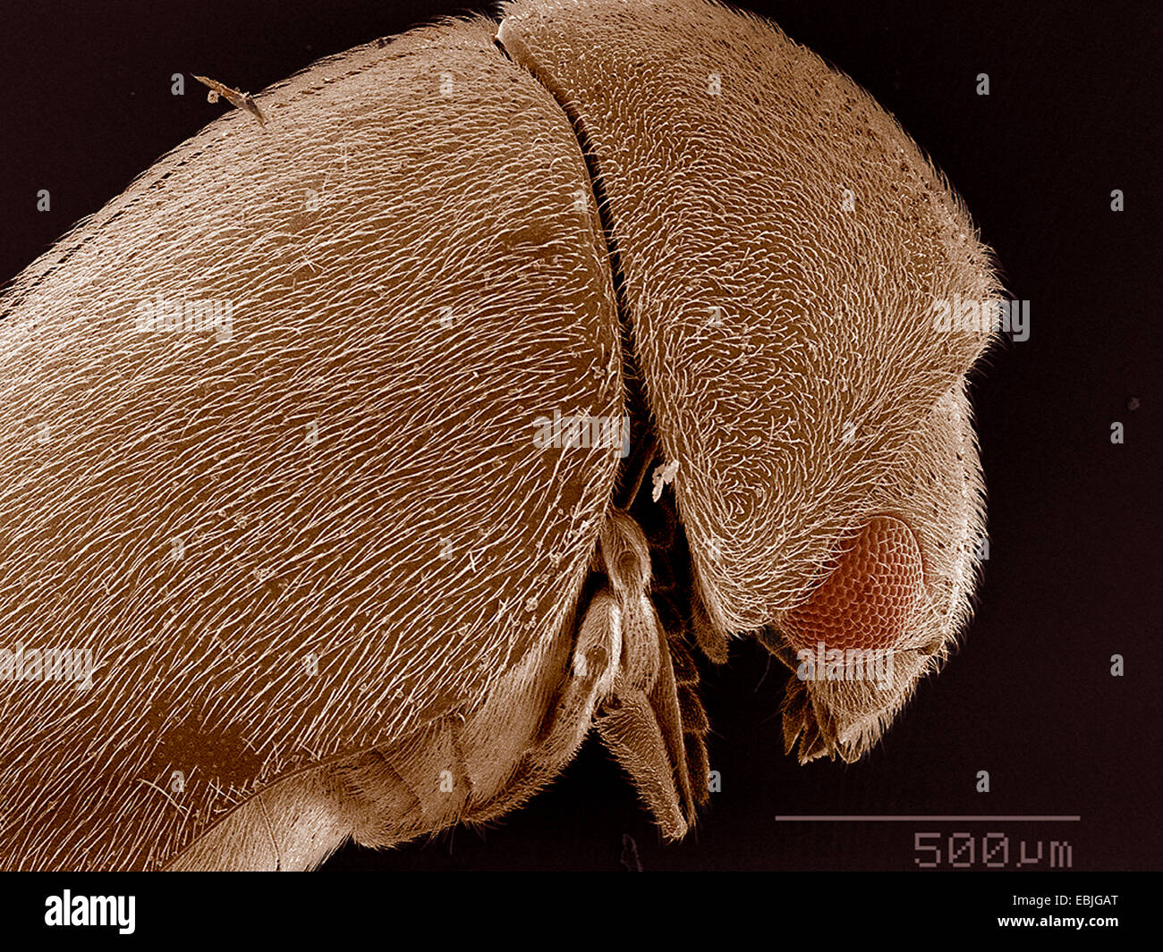 Elytra del coleottero Anobiidae SEM Foto Stock