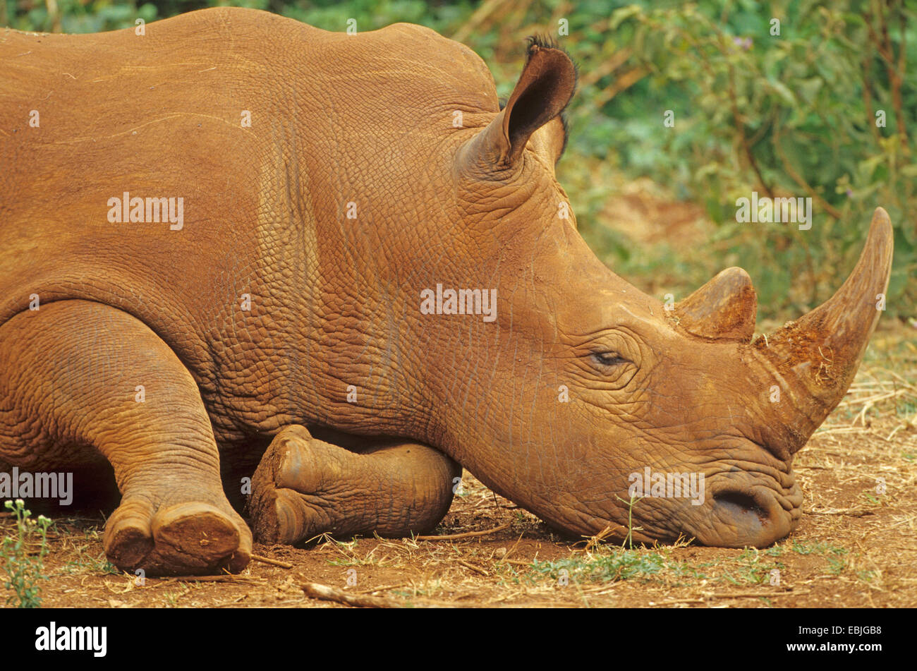 Rinoceronte bianco, quadrato-rhinoceros a labbro, erba rinoceronte (Ceratotherium simum), giacente sul terreno, sonnecchia, Kenya Foto Stock