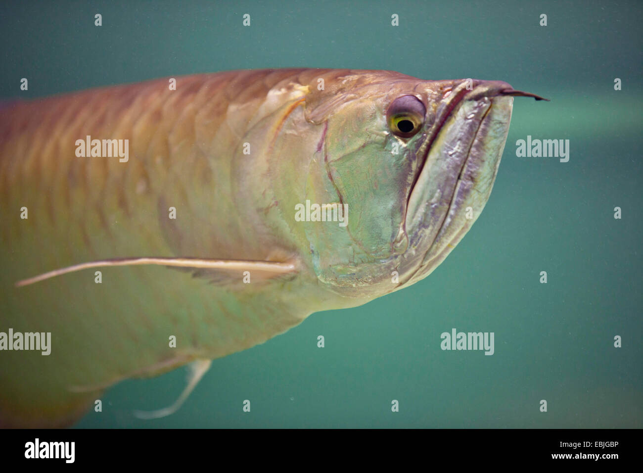 (Arowana Osteoglossum bicirrhosum), ritratto Foto Stock
