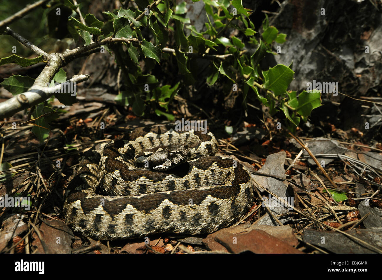 Naso-cornuto viper, vipera cornuta, a becco lungo viper (Vipera ammodytes, Vipera ammodytes meridionalis), arrotolato nel sottobosco, Grecia, Peloponnes Foto Stock