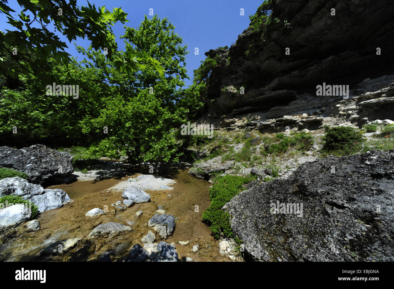 Lacewood, Orientale piano (Platanus orientalis), creek a Olymp mountain, Grecia, Macedonia, Olymp Foto Stock