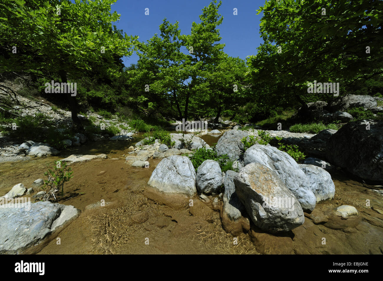 Lacewood, Orientale piano (Platanus orientalis), creek a Olymp mountain, Grecia, Macedonia, Olymp Foto Stock