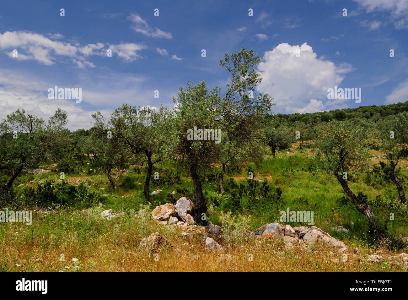 Abbandonato oliveto del Peloponneso, Grecia, Peloponneso, Laconia Foto Stock