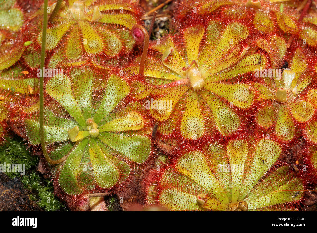 Sundew (Drosera admirabilis) Foto Stock