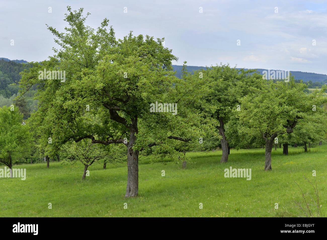 Apple tree (malus domestica), in un prato orchard, in Germania, in Baviera, Oberpfalz Foto Stock