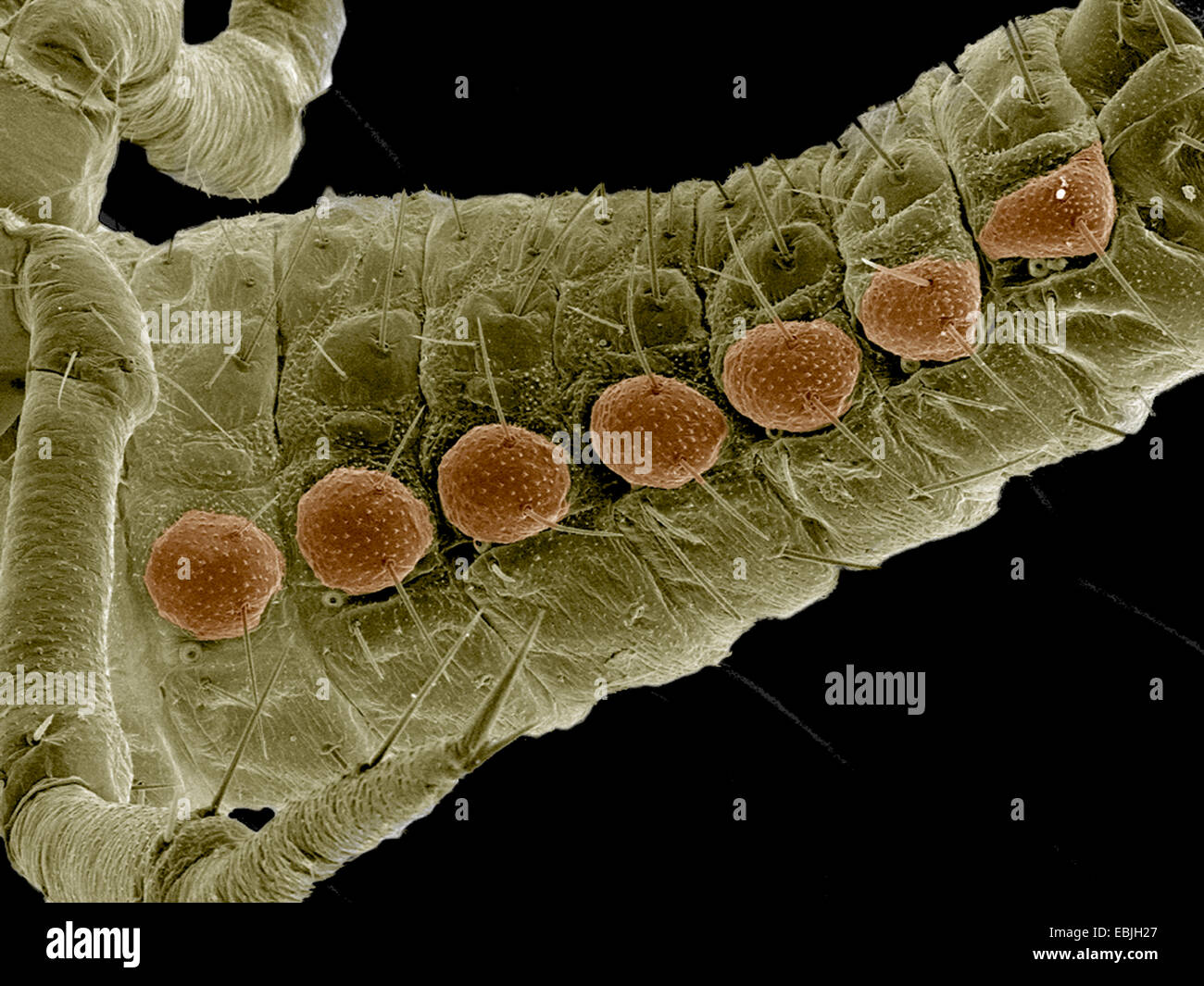 Addome di Ladybug larva, Coccinellidae SEM Foto Stock