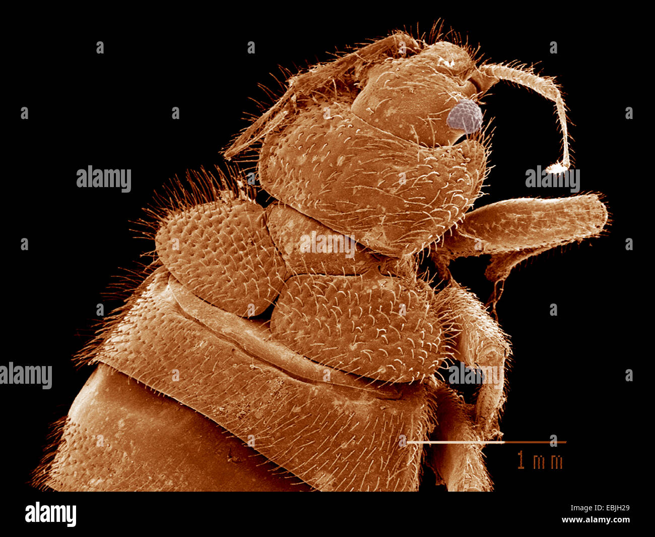 Testa di Bat bug, Lepinotus sp., Cimicidae SEM Foto Stock