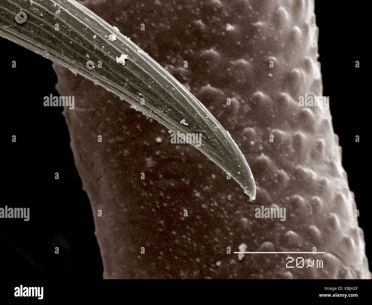 Tarso di Ladybug larva, Coccinellidae SEM Foto Stock