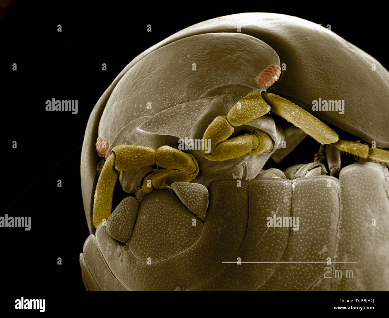 Isopoda arrotolato in posizione difensiva SEM Foto Stock