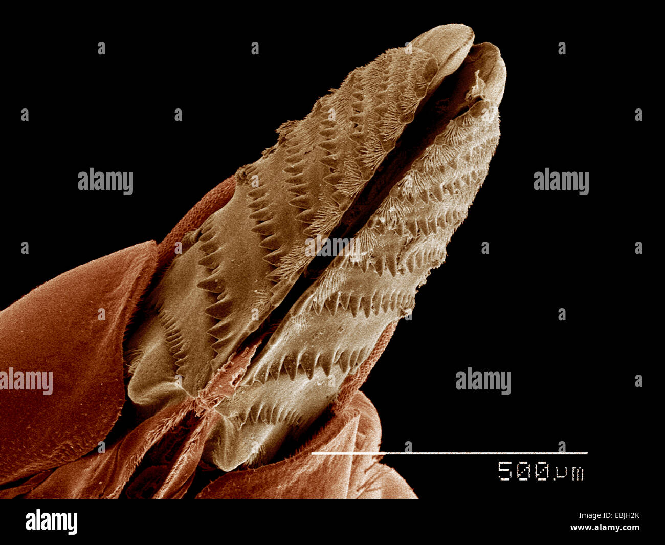 Ovipositor di Sawfly femmina, Diprion sp., Diprionidae SEM Foto Stock