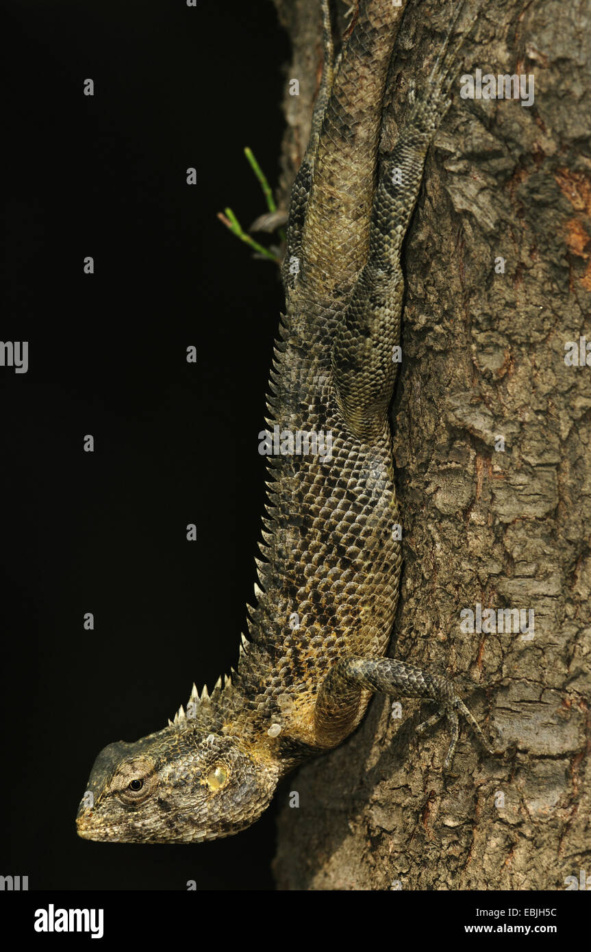 Bloodsucker comune, variabile indiano lizard, variabile AGAMA SA, chameleon (Calotes versicolor), seduti su un tronco di albero capovolto, Sri Lanka Foto Stock