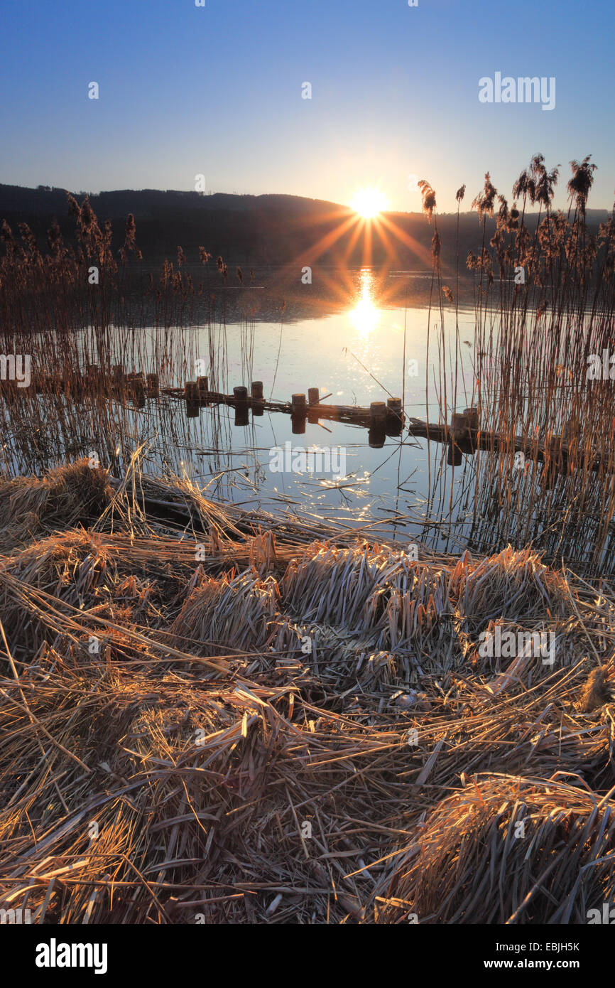 Greifensee al tramonto, Svizzera, Zuercher bernese, Greifensee Foto Stock