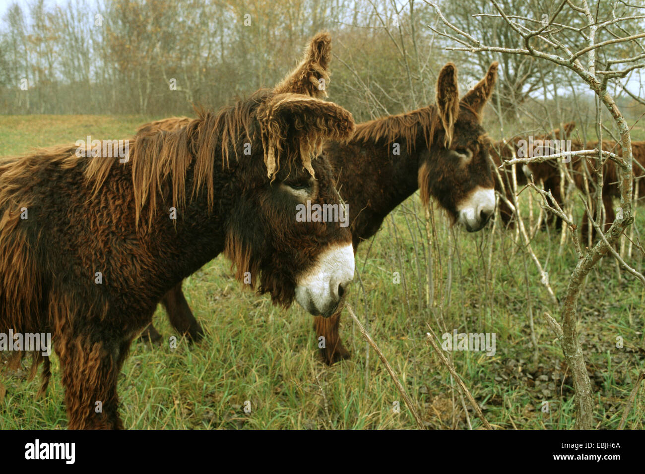 Poitou asino (Equus asinus asinus), gruppo in piedi su pascolo Foto Stock