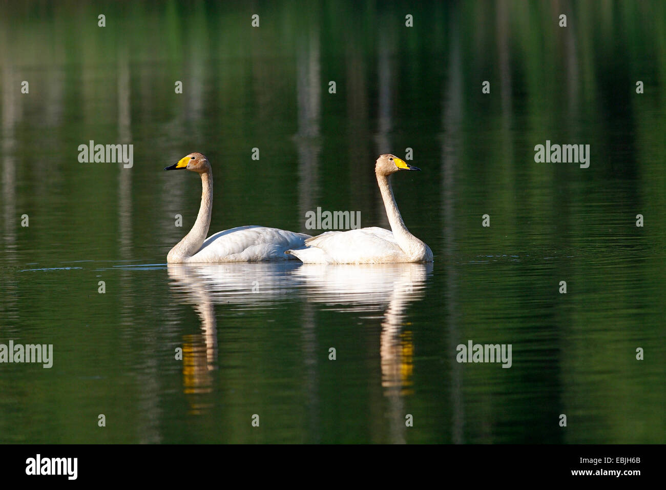 Whooper swan (Cygnus Cygnus), due cigni whooper sull'acqua, in Germania, in Sassonia, Oberlausitz Foto Stock