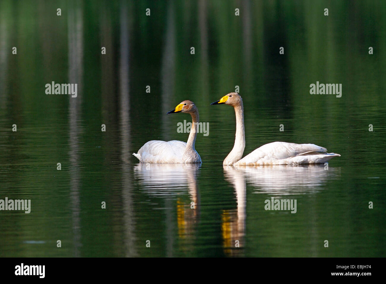 Whooper swan (Cygnus Cygnus), due cigni whooper nuoto su un lago, in Germania, in Sassonia, Oberlausitz Foto Stock