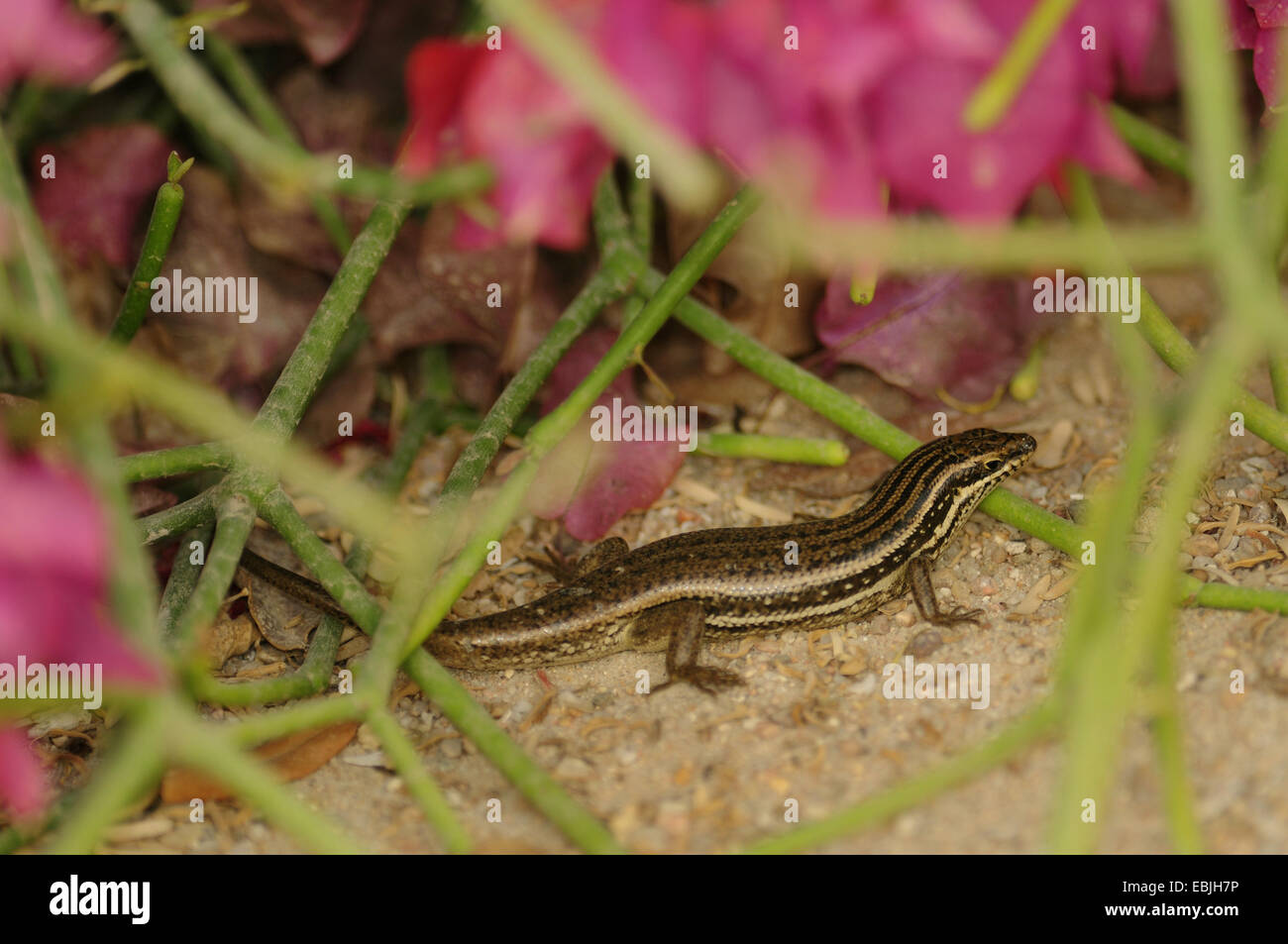 Non ancora descritti skink di Trachylepis gruppo brevicollis, Qatar Doha Foto Stock