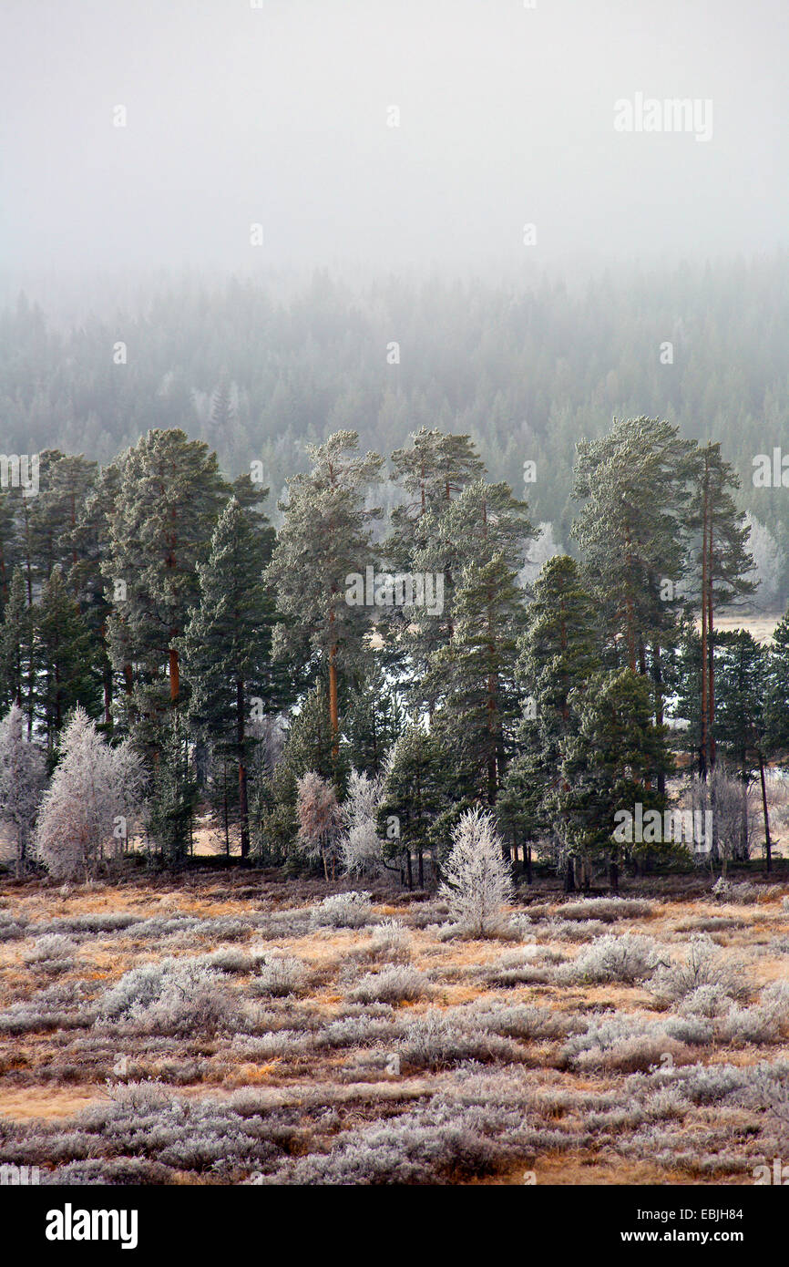 Pino silvestre, pino silvestre (Pinus sylvestris), pino silvestre e roverella betulle nella nebbia, Svezia, Fulufjaellet National Park, Kopparbergs Laen Foto Stock