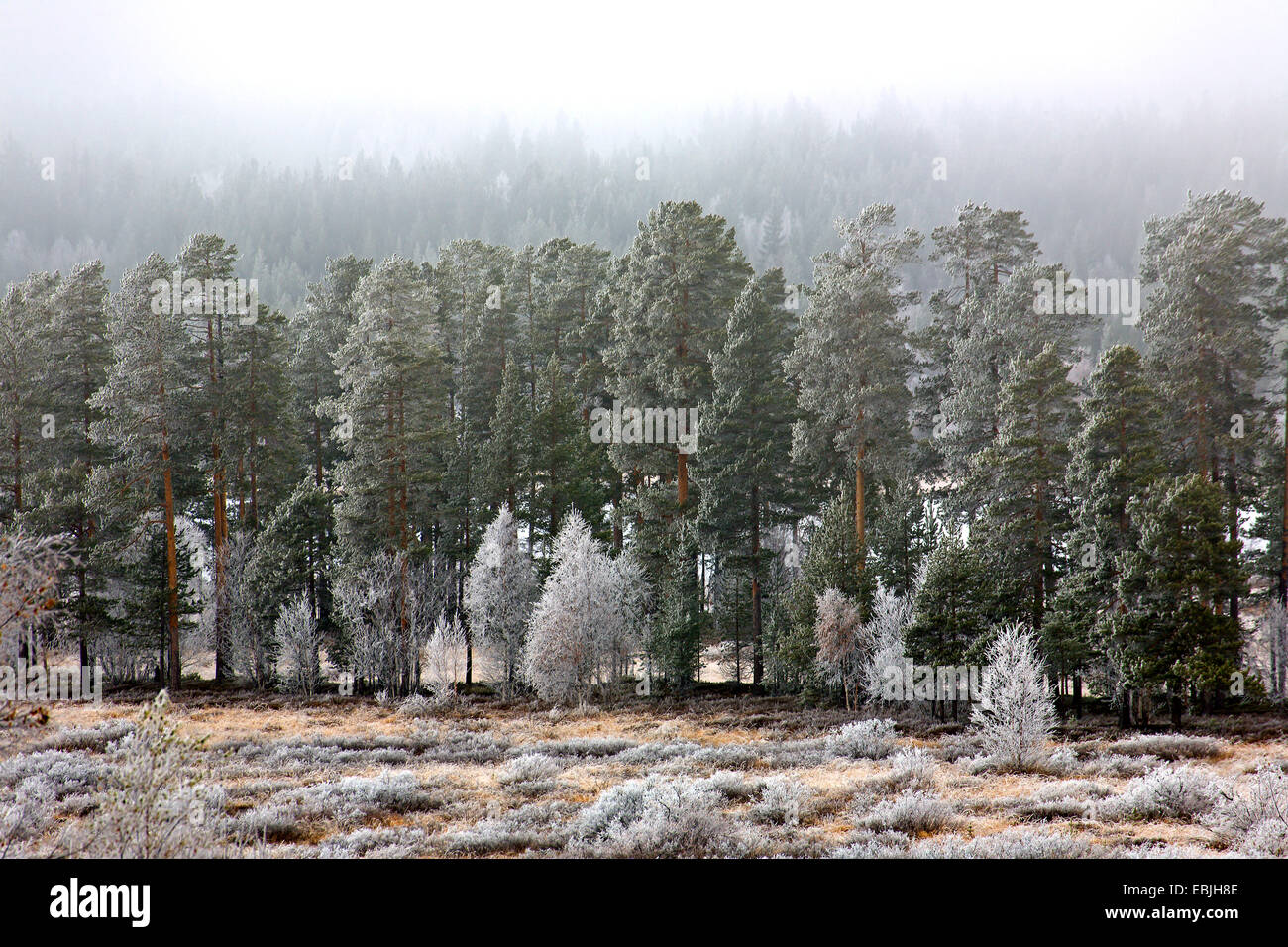 Pino silvestre, pino silvestre (Pinus sylvestris), pino silvestre e roverella betulle nella nebbia, Svezia, Fulufjaellet National Park, Kopparbergs Laen Foto Stock