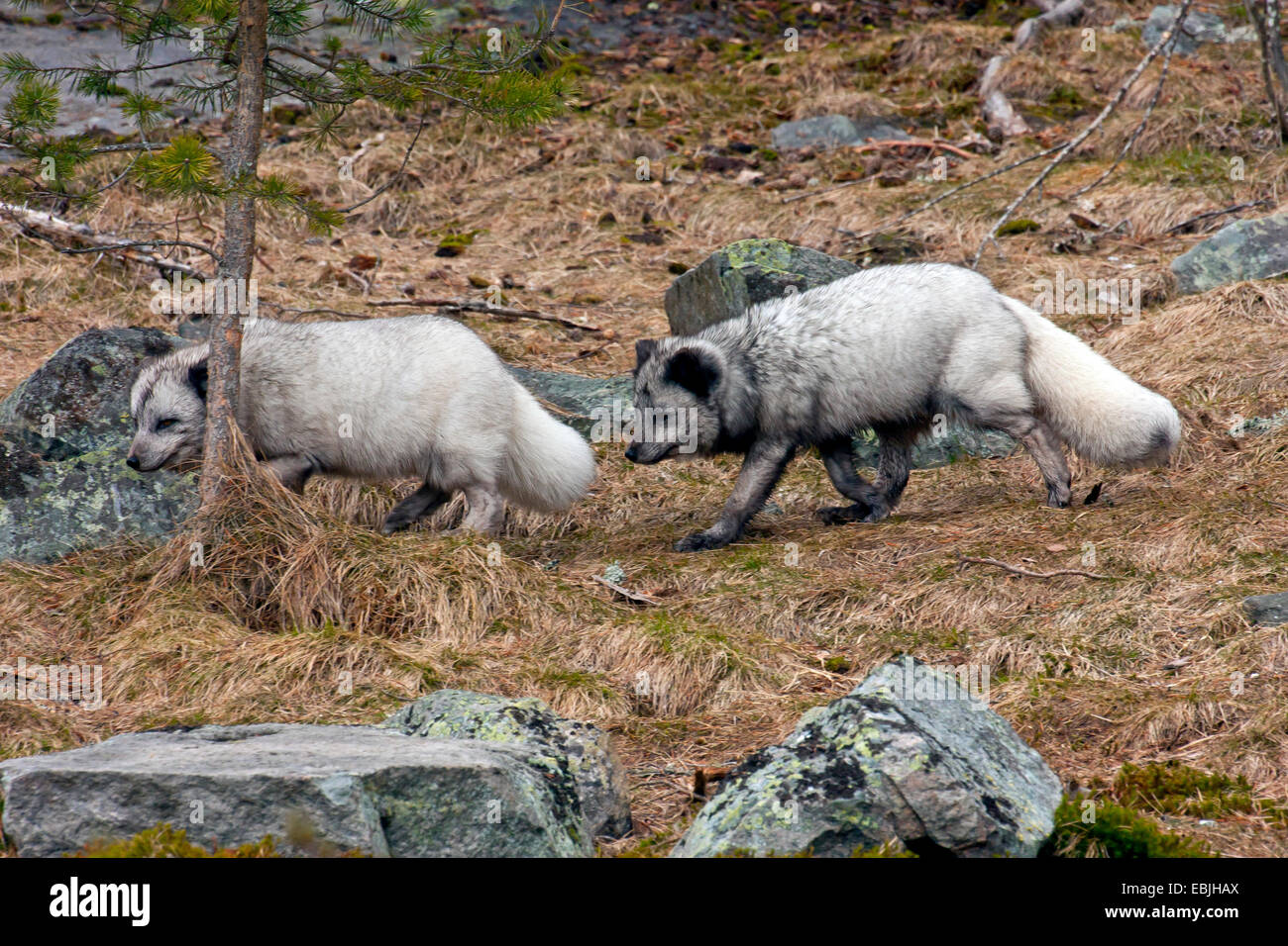 Volpe Artica, volpe polare (Alopex lagopus, Vulpes lagopus), Paar, Svezia, Hamra Parco Nazionale Foto Stock