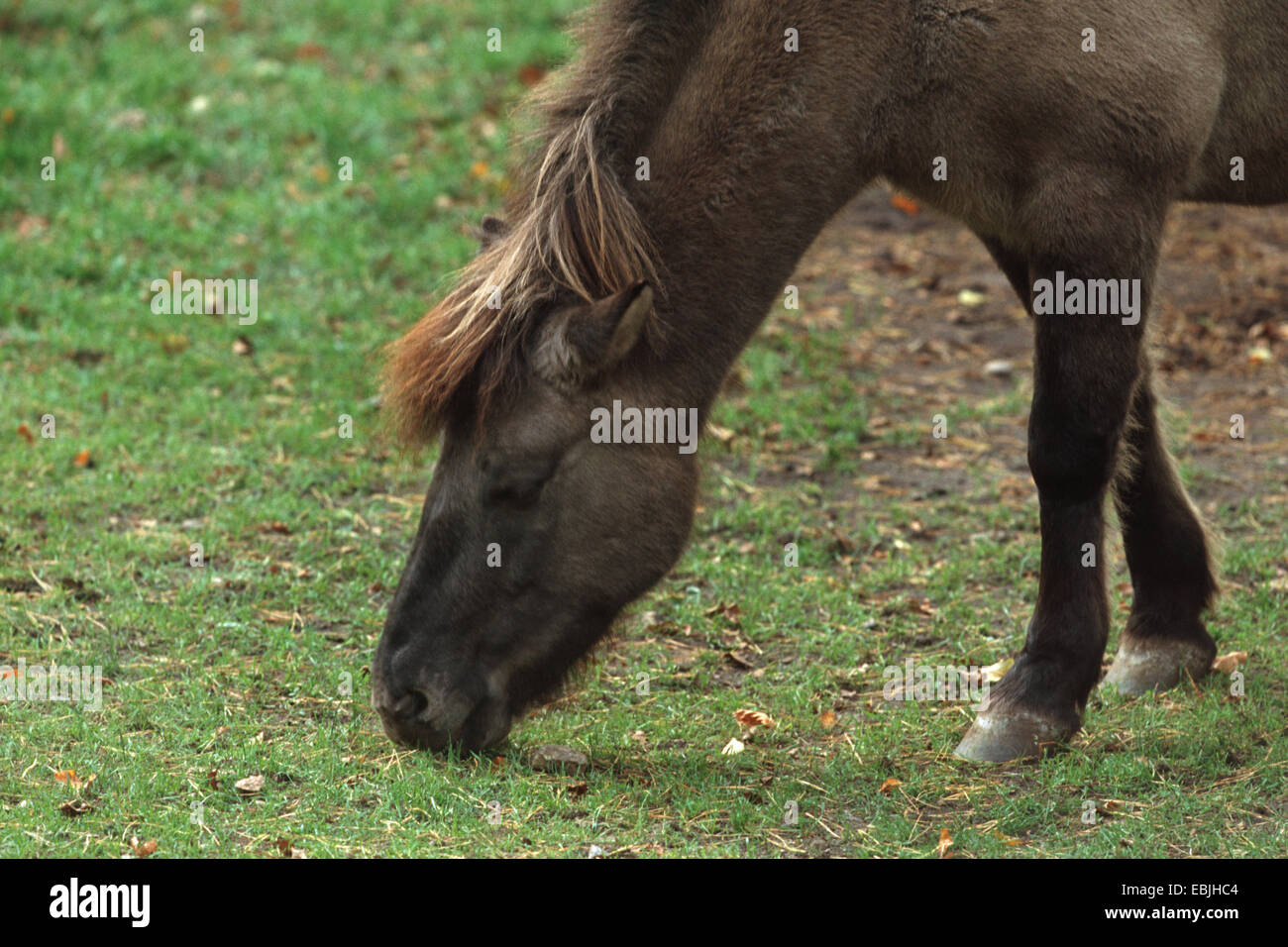 Tarpan (Equus ferus), feral, pascolo Foto Stock
