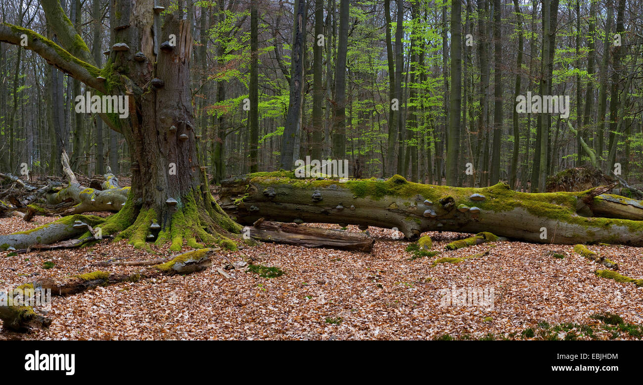 Comune di faggio (Fagus sylvatica), marciume tree snag, Germania, Hesse, Reinhardswald Foto Stock