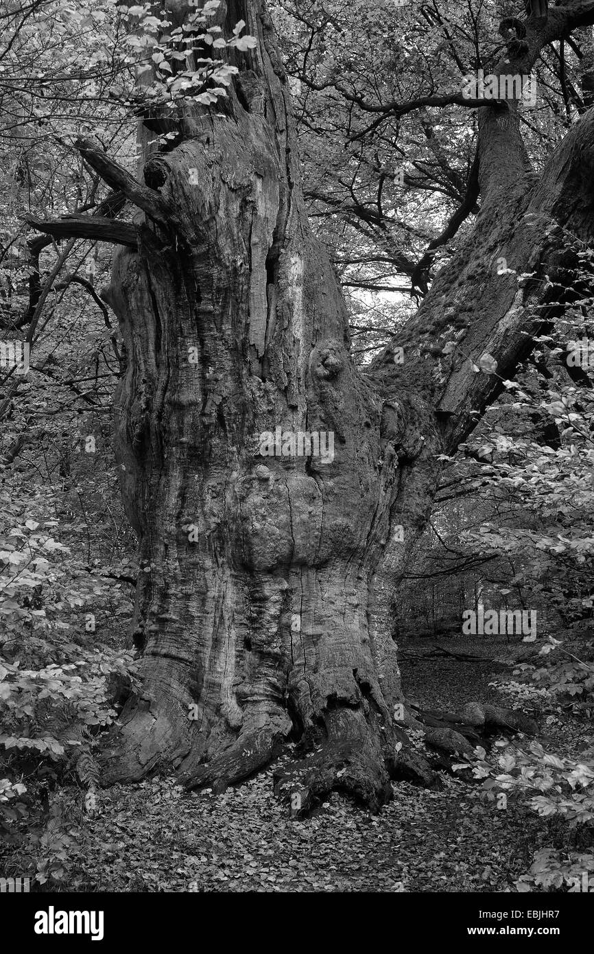 Rovere (Quercus spec.), la vecchia quercia in autunno, nero-e-bianco fotografia, Germania, Hesse, Reinhardswald NSG Foto Stock