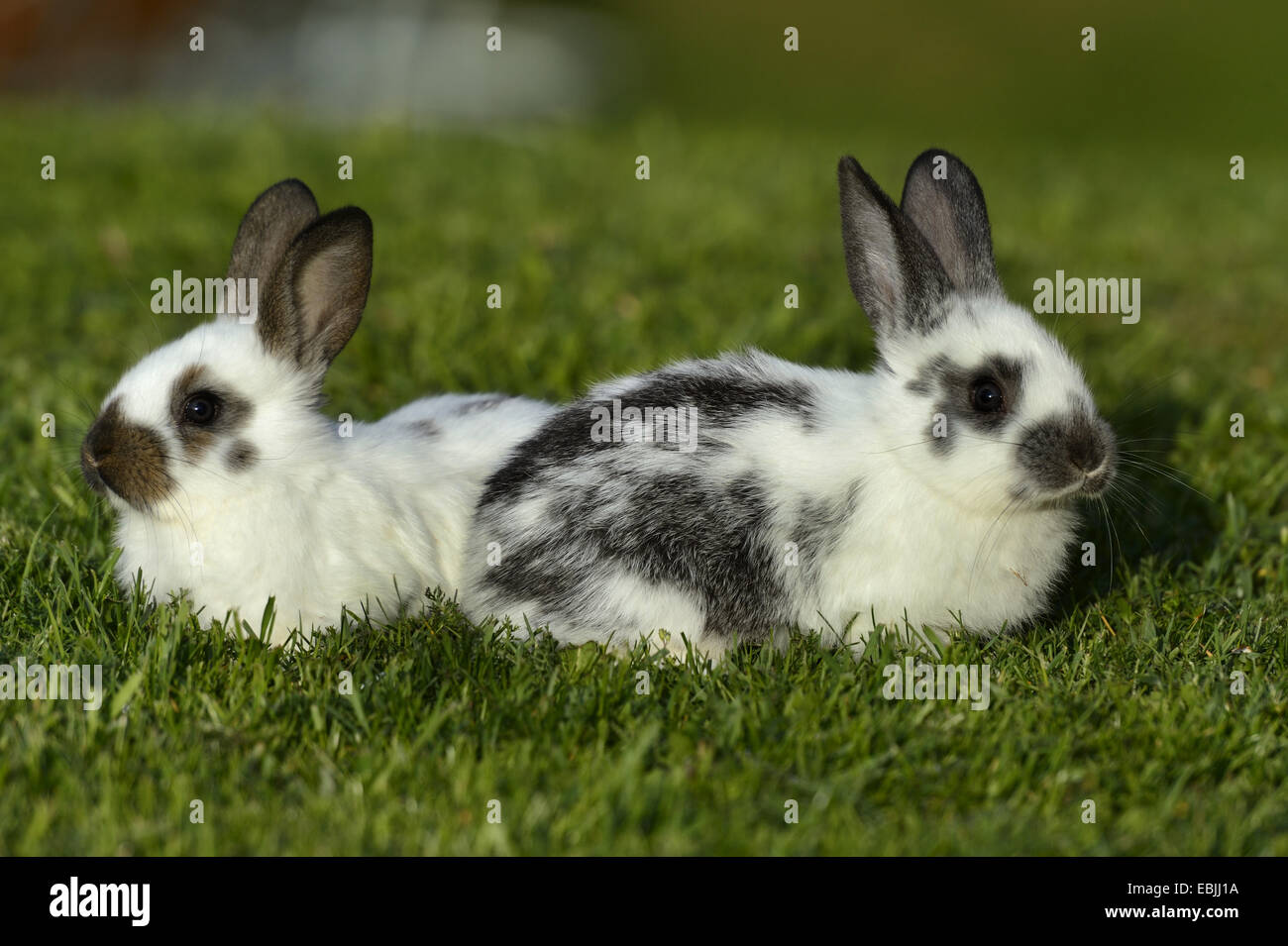 Il coniglio domestico (oryctolagus cuniculus f. domestica), due in bianco e nero coniglietti in un prato Foto Stock