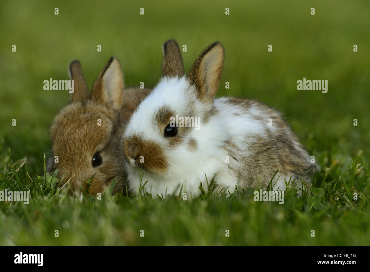 Il coniglio domestico (oryctolagus cuniculus f. domestica), coniglietto bianco marrone con bunny in un prato Foto Stock