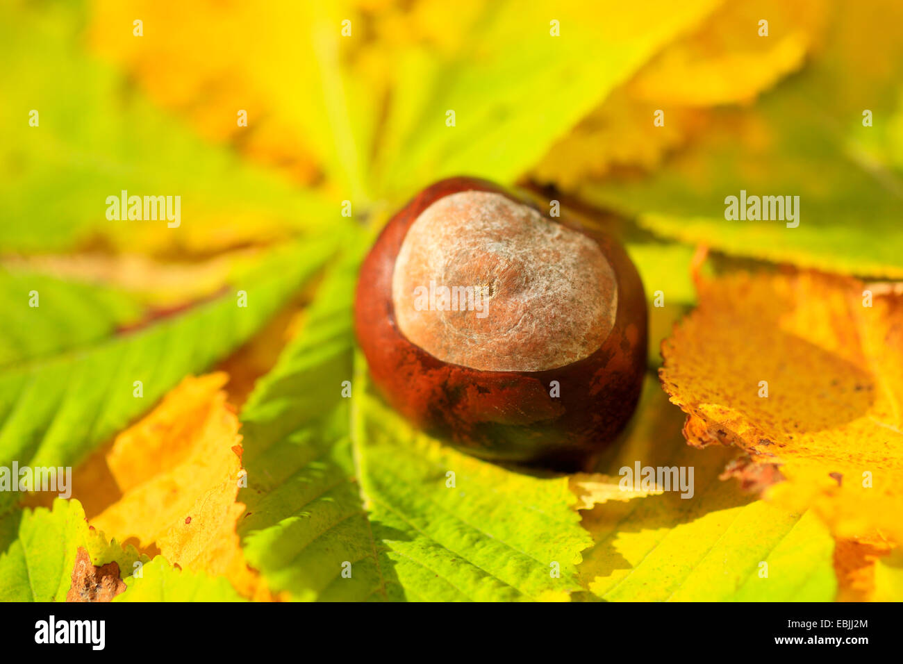 Comune di ippocastano (Aesculus hippocastanum), foglie di autunno con frutta a terra Foto Stock